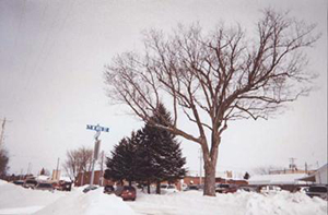 3_Trees_with_snow