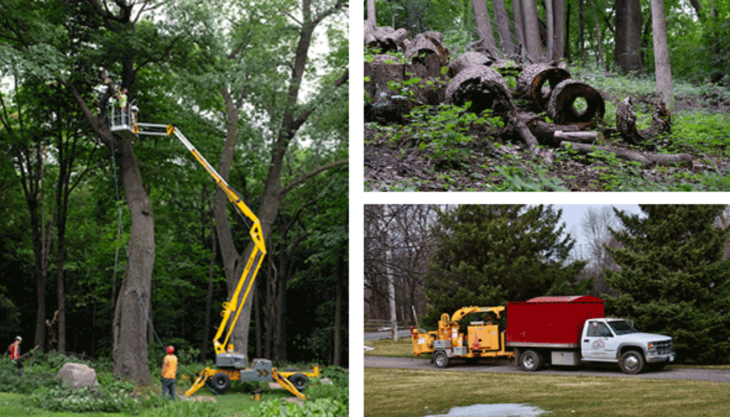 huston-tree-service-tree-collage2.fw