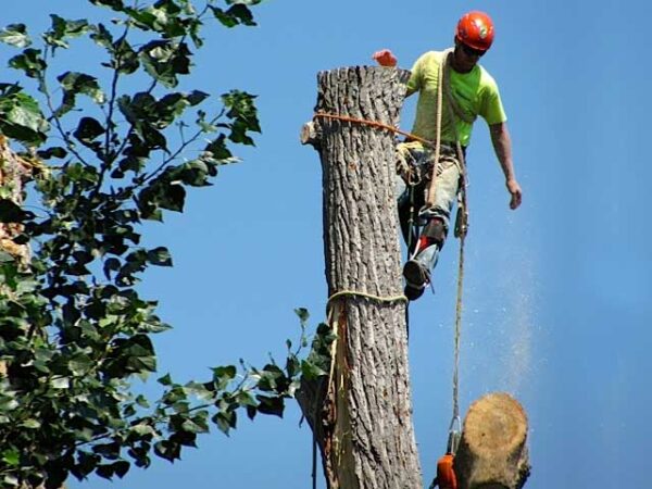 tree-removal Huston's Tree Service