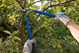 tree pruning Huston's Tree Service