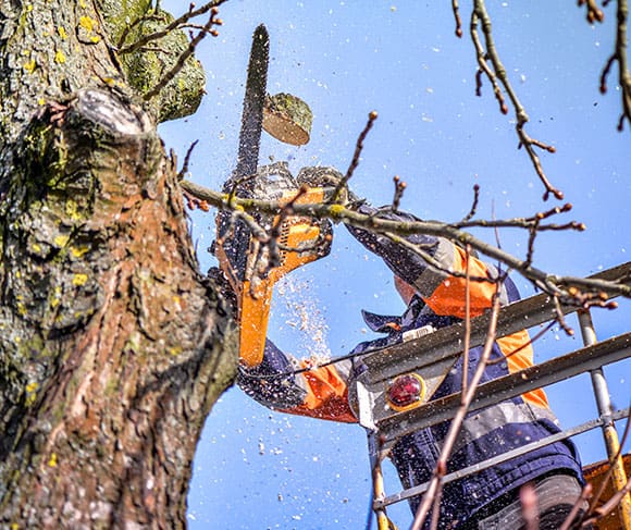 Tree pruning and sawing
