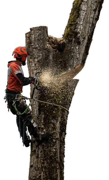 Professional arborist up in a cottonwood tree with chainsaw cutting a section