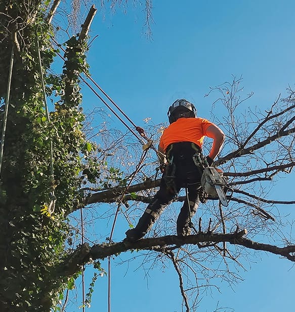 Lumberjack with saw and harness climbing a tree