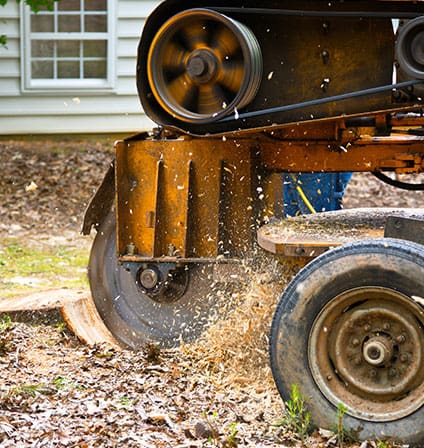 stump grinder in use grinding tree stump