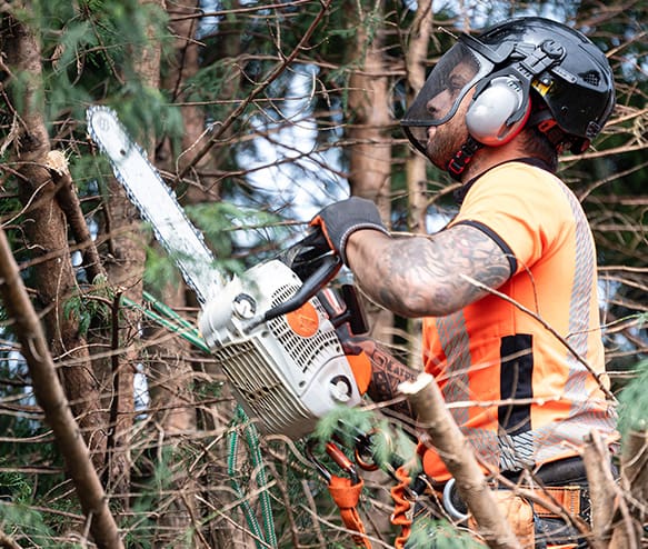 Tree surgeon hanging from ropes in the crown of a tree using a chainsaw