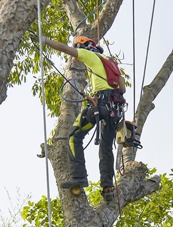 Tree removal trimming pruning maintenance service tree