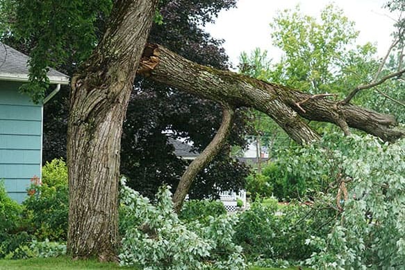equipment and workers cut the branch under a shredder