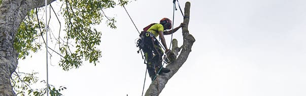 Tree removal trimming pruning maintenance service tree